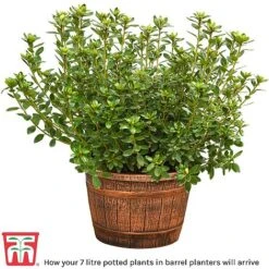 Rhododendron 'Grumpy' -Garden Supplies Sale barrel planter10