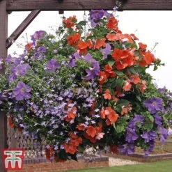 Pre-Planted Hanging Basket Mix -Garden Supplies Sale basket31