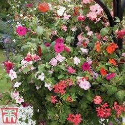 Pre-Planted Hanging Basket Mix -Garden Supplies Sale basket41