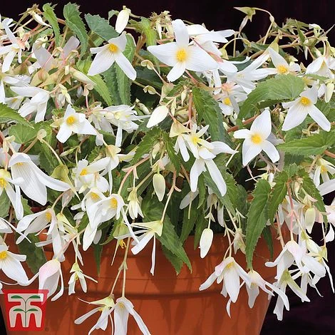 Begonia 'Santa Barbara' 1 Begonia 'Santa Barbara'