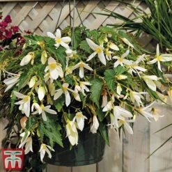 Begonia 'Santa Barbara' 15 Begonia 'Santa Barbara' -Garden Supplies Sale bego sant e