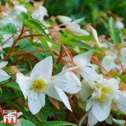 Begonia 'Santa Barbara' 18 Begonia 'Santa Barbara' -Garden Supplies Sale bego sant h