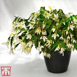 Begonia 'Santa Barbara' 20 Begonia 'Santa Barbara' -Garden Supplies Sale bego sant j