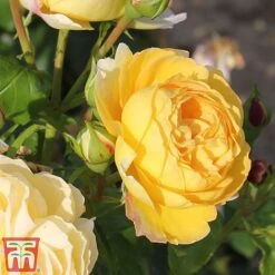 Rose 'Belle Du Jour' -Garden Supplies Sale belle3