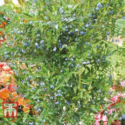 Sollya Heterophylla -Garden Supplies Sale bluebell 2