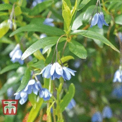 Sollya Heterophylla -Garden Supplies Sale bluebell creeper