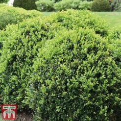 Box Ball -Garden Supplies Sale box ball2