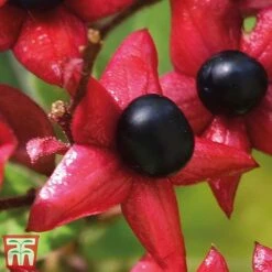 Clerodendrum Trichotomum -Garden Supplies Sale cal2