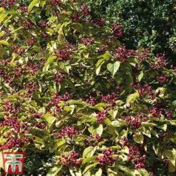 Clerodendrum Trichotomum -Garden Supplies Sale cal4