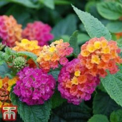 Lantana Camara Calippo Collection -Garden Supplies Sale cali ora