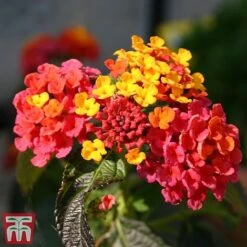 Lantana Camara Calippo Collection -Garden Supplies Sale cali tuti2