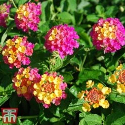 Lantana Camara Calippo Collection -Garden Supplies Sale cali tuti3