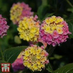 Lantana Camara Calippo Collection -Garden Supplies Sale cali tuti4