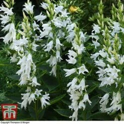 Campanula Persicifolia Var. Alba -Garden Supplies Sale camp latif