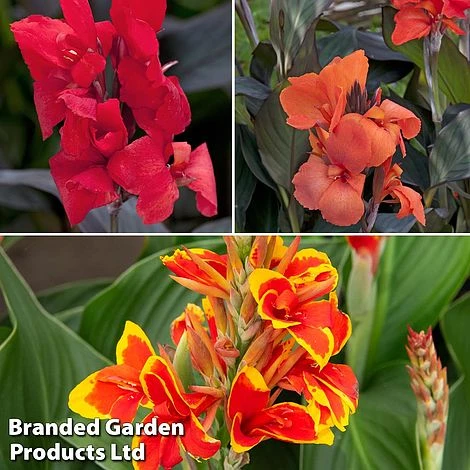 Canna X Generalis 'Cannova Collection' 1 Canna X Generalis 'Cannova Collection'
