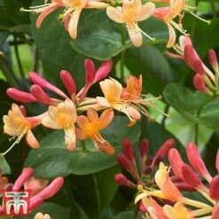 Honeysuckle 'Celestial' -Garden Supplies Sale cele2