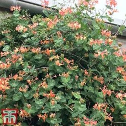 Honeysuckle 'Celestial' -Garden Supplies Sale cele3