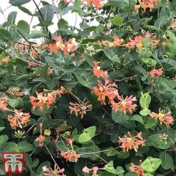 Honeysuckle 'Celestial' -Garden Supplies Sale cele4