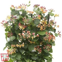 Honeysuckle 'Celestial' -Garden Supplies Sale cele5