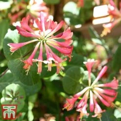 Honeysuckle 'Celestial' -Garden Supplies Sale cele6