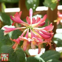 Honeysuckle 'Celestial' -Garden Supplies Sale cele7