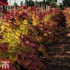 Cercis 'Eternal Flame' -Garden Supplies Sale cersi2