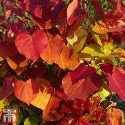 Cercis 'Eternal Flame' -Garden Supplies Sale cersi3