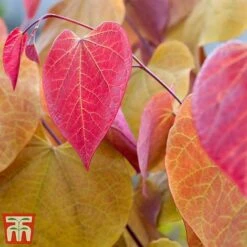 Cercis 'Eternal Flame' -Garden Supplies Sale cersi4