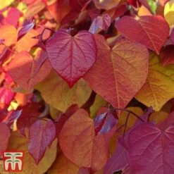 Cercis 'Eternal Flame' -Garden Supplies Sale cersi5