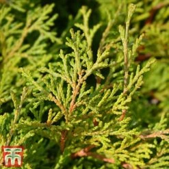 Chamaecyparis Obtusa 'Gitte'