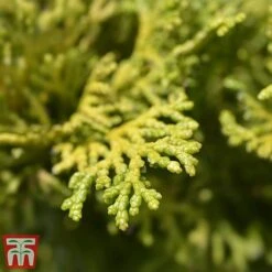 Chamaecyparis Obtusa 'Gitte' -Garden Supplies Sale cham gitte