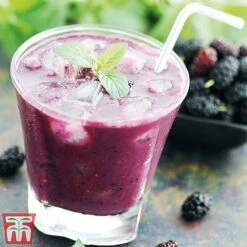 Mulberry 'Charlotte Russe' (Mojo Berry) 14 Mulberry 'Charlotte Russe' (Mojo Berry) -Garden Supplies Sale charl