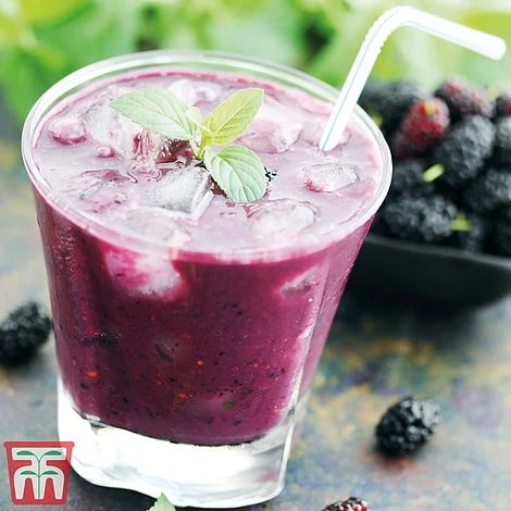 Mulberry 'Charlotte Russe' (Mojo Berry) 7 Mulberry 'Charlotte Russe' (Mojo Berry) - Image 7