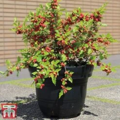 Mulberry 'Charlotte Russe' (Mojo Berry) 11 Mulberry 'Charlotte Russe' (Mojo Berry) -Garden Supplies Sale charl3