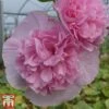 Hollyhock 'Chater's Salmon Pink'