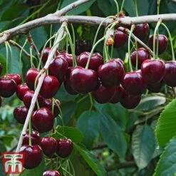 Cherry Patio Duo 'Hedelfinger & Dubbele Meikers' -Garden Supplies Sale cherry 1