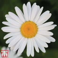 Chrysanthemum 'Silver Princess'