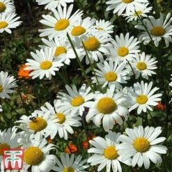 Chrysanthemum 'Silver Princess' -Garden Supplies Sale chry silv