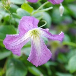 Clematis Viticella -Garden Supplies Sale clem NOW1