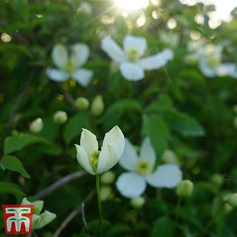 Clematis Montana 'Grandiflora' 3 Clematis Montana 'Grandiflora' - Image 3
