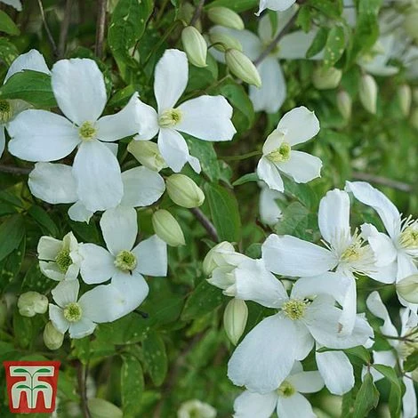 Clematis Montana 'Grandiflora' 2 Clematis Montana 'Grandiflora' - Image 2