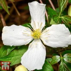 Clematis Montana 'Grandiflora' 11 Clematis Montana 'Grandiflora' -Garden Supplies Sale clem mont4