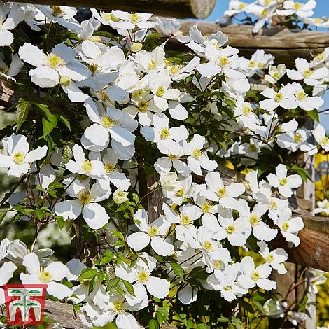 Clematis Montana 'Grandiflora' 5 Clematis Montana 'Grandiflora' - Image 5