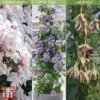 Clematis All Season Climbing Collection