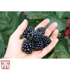 Blackberry 'Coolaris Late' -Garden Supplies Sale coolaris21