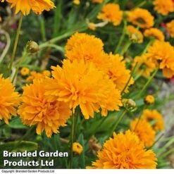 Perennial Pollinator Collection -Garden Supplies Sale core gold