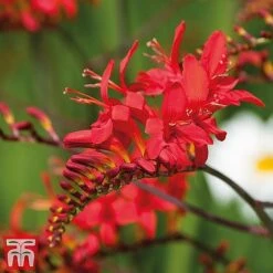 Everlasting Perennial Collection -Garden Supplies Sale crocosmia2
