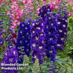 Perennial Pollinator Collection -Garden Supplies Sale delp dar