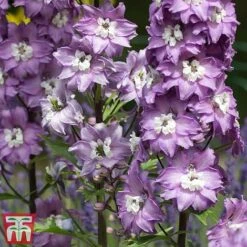 Delphinium 'Magic Fountains Lavender' -Garden Supplies Sale delp purp