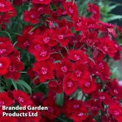 Perennial Pollinator Collection -Garden Supplies Sale dian rock